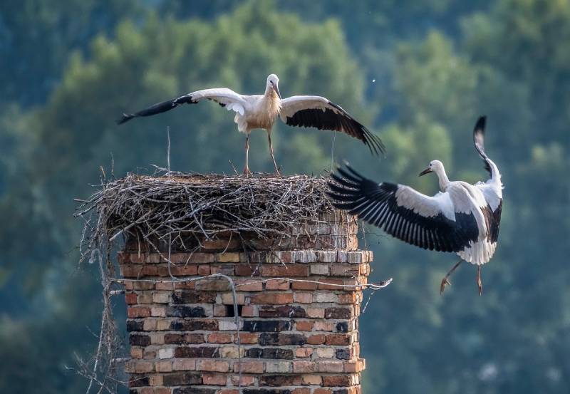 Expert Chimney Animal Removal in Keller, TX Professional Chimney Animal Removal Services in Keller, Texas
