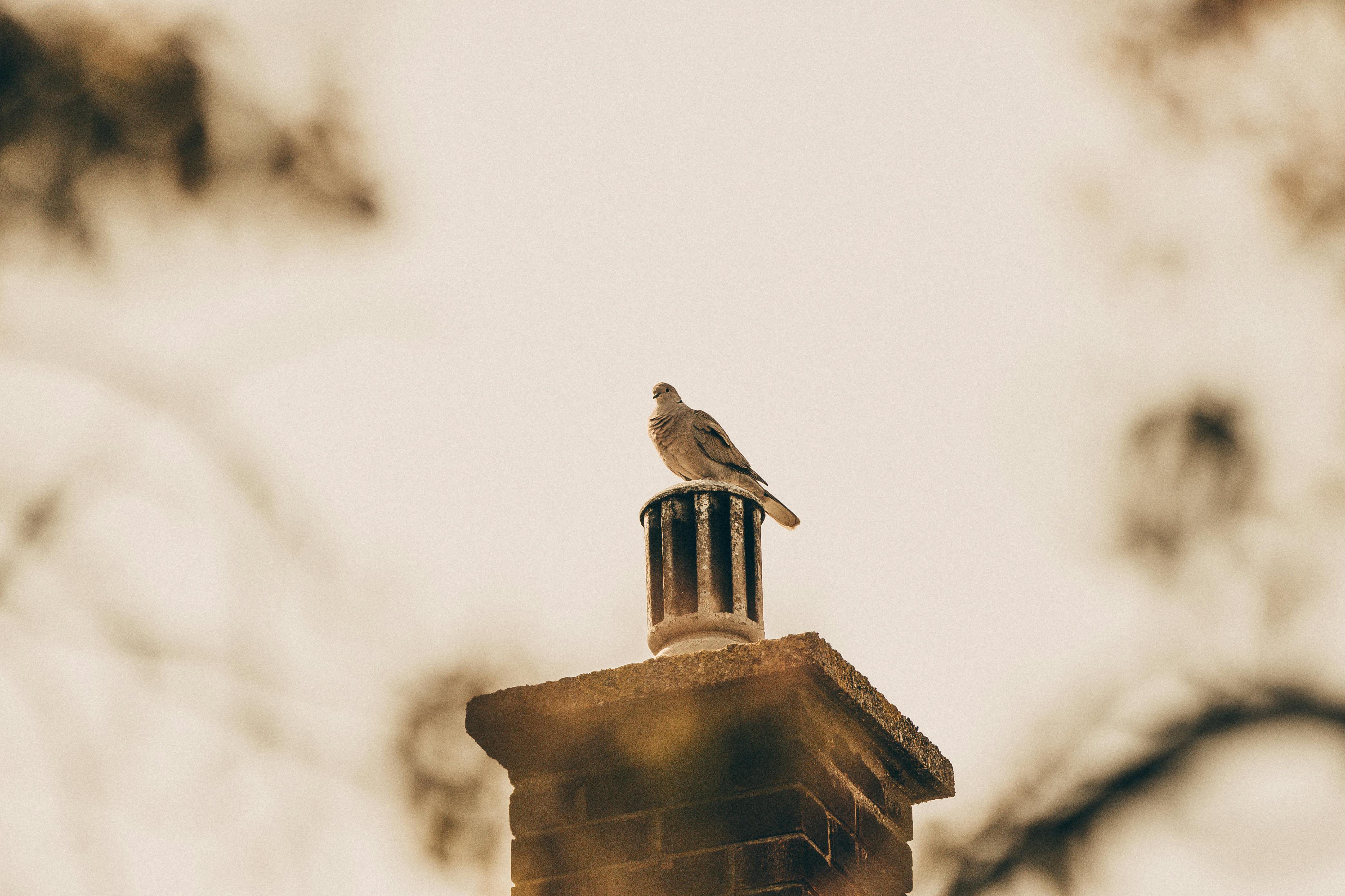 Professional Chimney Cap Installation Services in Keller, TX Expert Chimney Cap Installation in Keller, Texas